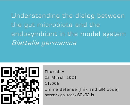 Understanding the dialog between the gut microbiota and the endosymbiont in the model system Blattella germanica